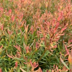 Shrubs Melaleuca Claret Tops 15 Shrubs Melaleuca Claret Tops