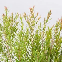 Shrubs Melaleuca Claret Tops 13 Shrubs Melaleuca Claret Tops