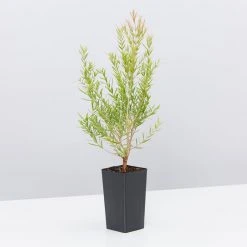 Shrubs Melaleuca Claret Tops 12 Shrubs Melaleuca Claret Tops