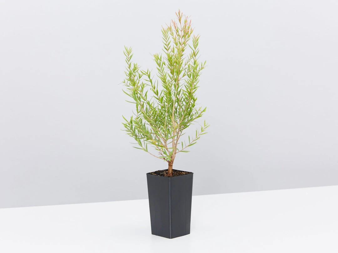 Shrubs Melaleuca Claret Tops 5 Shrubs Melaleuca Claret Tops