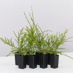 Shrubs Melaleuca Thymifolia Cotton Candy