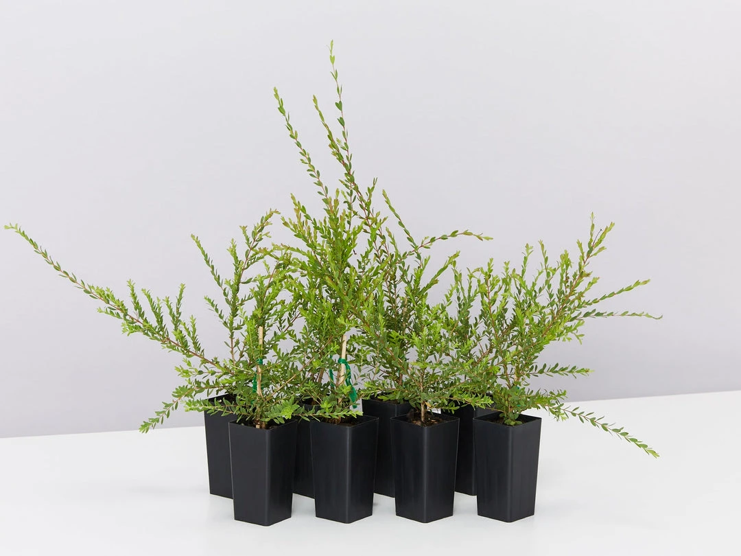 Shrubs Melaleuca Thymifolia Cotton Candy 3 Shrubs Melaleuca Thymifolia Cotton Candy