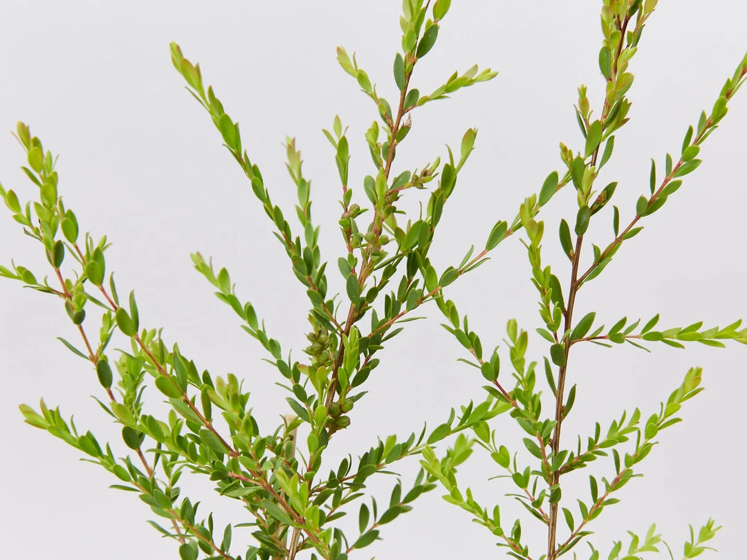 Shrubs Melaleuca Thymifolia Cotton Candy 6 Shrubs Melaleuca Thymifolia Cotton Candy