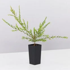 Shrubs Melaleuca Thymifolia Cotton Candy 9 Shrubs Melaleuca Thymifolia Cotton Candy