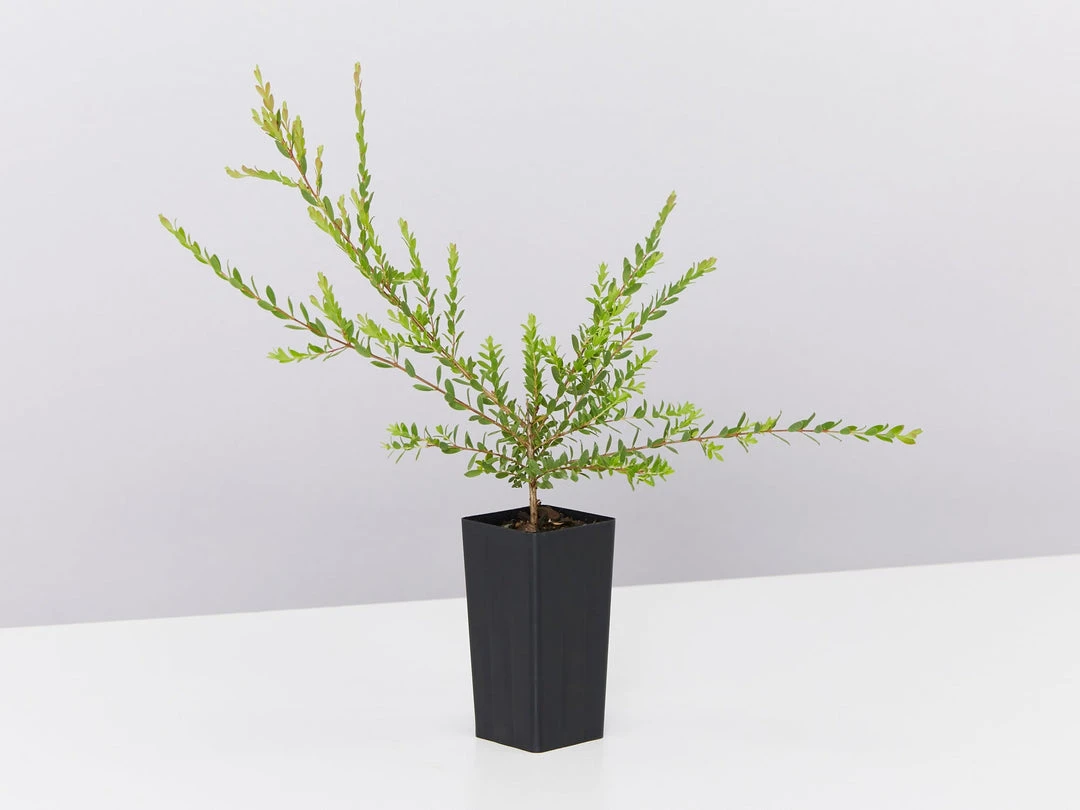 Shrubs Melaleuca Thymifolia Cotton Candy 5 Shrubs Melaleuca Thymifolia Cotton Candy