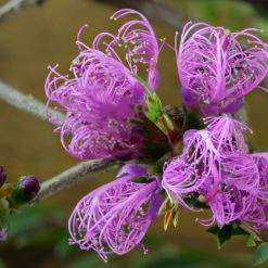 Shrubs Melaleuca Thymifolia 11 Shrubs Melaleuca Thymifolia