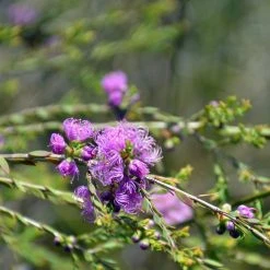Shrubs Melaleuca Thymifolia
