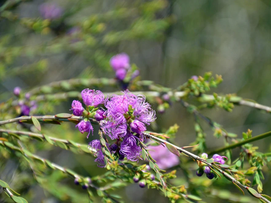 Shrubs Melaleuca Thymifolia 4 Shrubs Melaleuca Thymifolia