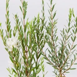 Shrubs Melaleuca Thymifolia White Lace