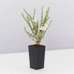 Shrubs Melaleuca Thymifolia White Lace