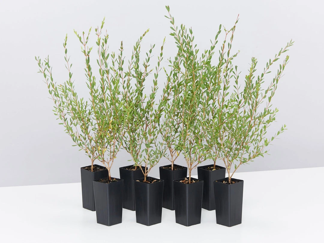 Shrubs Melaleuca Thymifolia 3 Shrubs Melaleuca Thymifolia