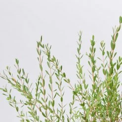 Shrubs Melaleuca Thymifolia 10 Shrubs Melaleuca Thymifolia