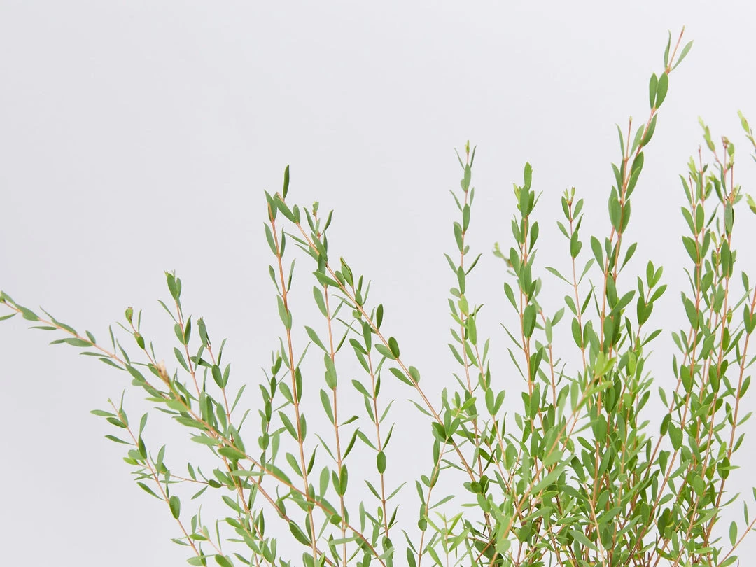 Shrubs Melaleuca Thymifolia 5 Shrubs Melaleuca Thymifolia