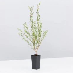 Shrubs Melaleuca Thymifolia 12 Shrubs Melaleuca Thymifolia