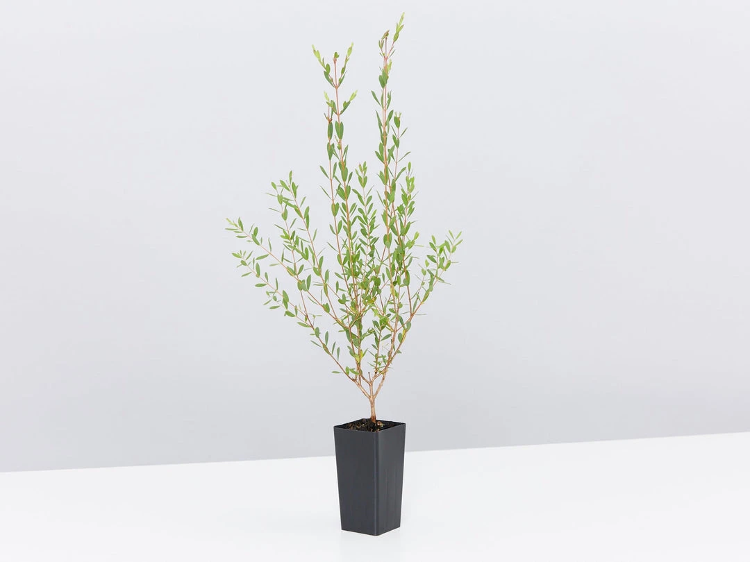 Shrubs Melaleuca Thymifolia 7 Shrubs Melaleuca Thymifolia