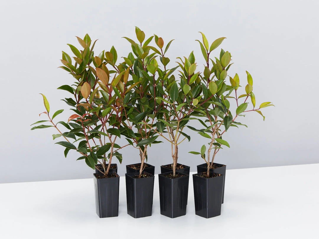 Hedge Shrubs Metrosideros Fiji Fire™ 3 Hedge Shrubs Metrosideros Fiji Fire™