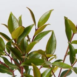 Hedge Shrubs Metrosideros Fiji Fire™