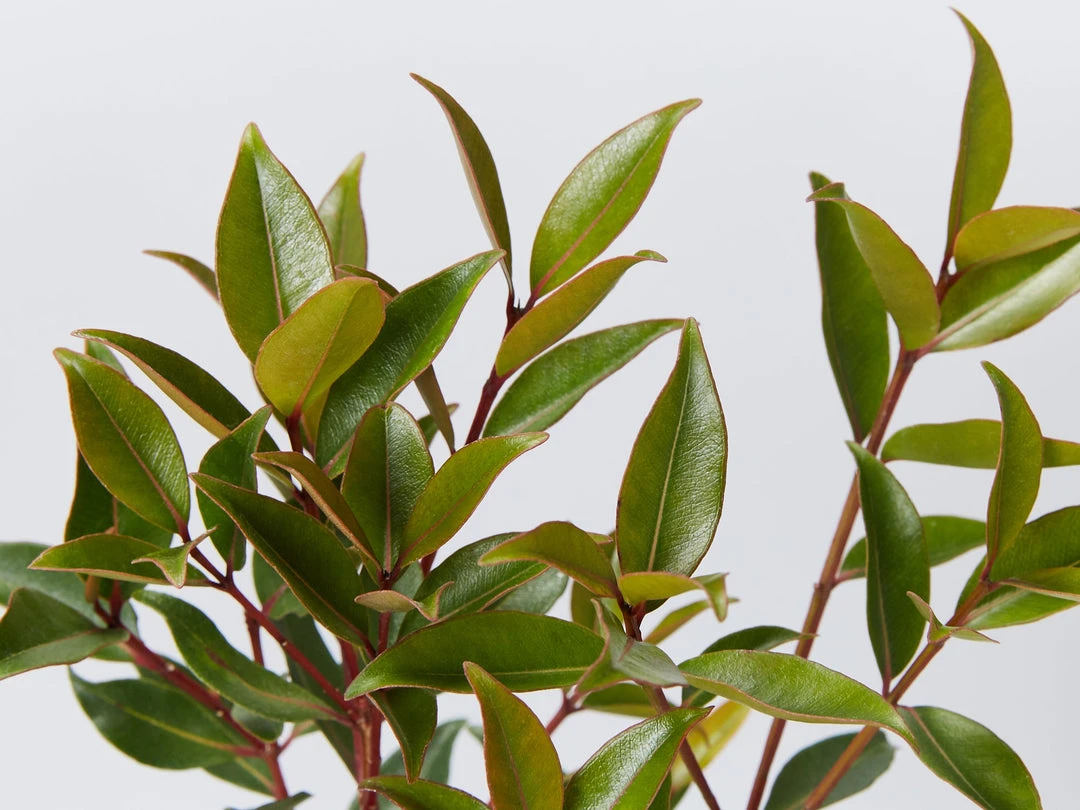 Hedge Shrubs Metrosideros Fiji Fire™ 4 Hedge Shrubs Metrosideros Fiji Fire™