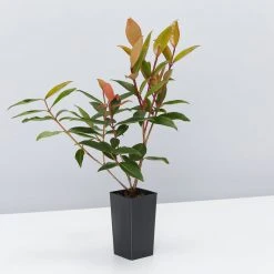 Hedge Shrubs Metrosideros Fiji Fire™ 12 Hedge Shrubs Metrosideros Fiji Fire™