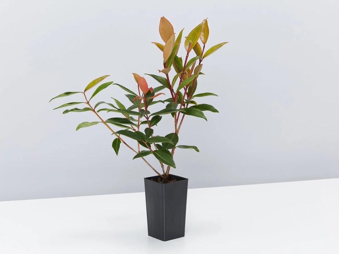 Hedge Shrubs Metrosideros Fiji Fire™ 5 Hedge Shrubs Metrosideros Fiji Fire™