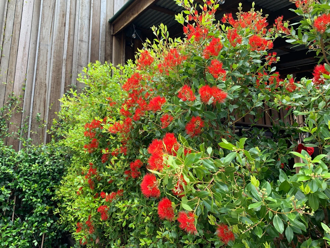 Hedge Shrubs Metrosideros Fiji Fire™ 6 Hedge Shrubs Metrosideros Fiji Fire™