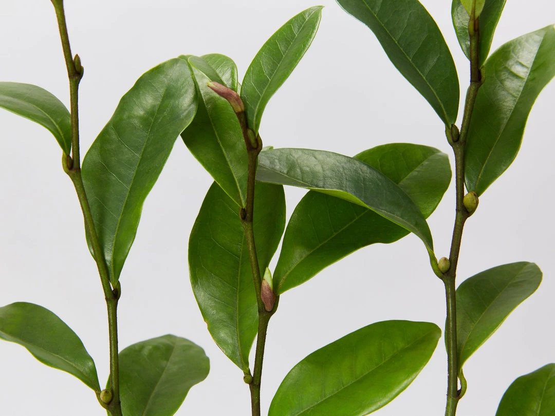 Hedge Michelia Coco 6 Hedge Michelia Coco