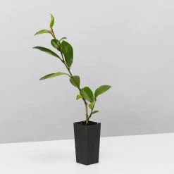 Hedge Michelia Coco 9 Hedge Michelia Coco