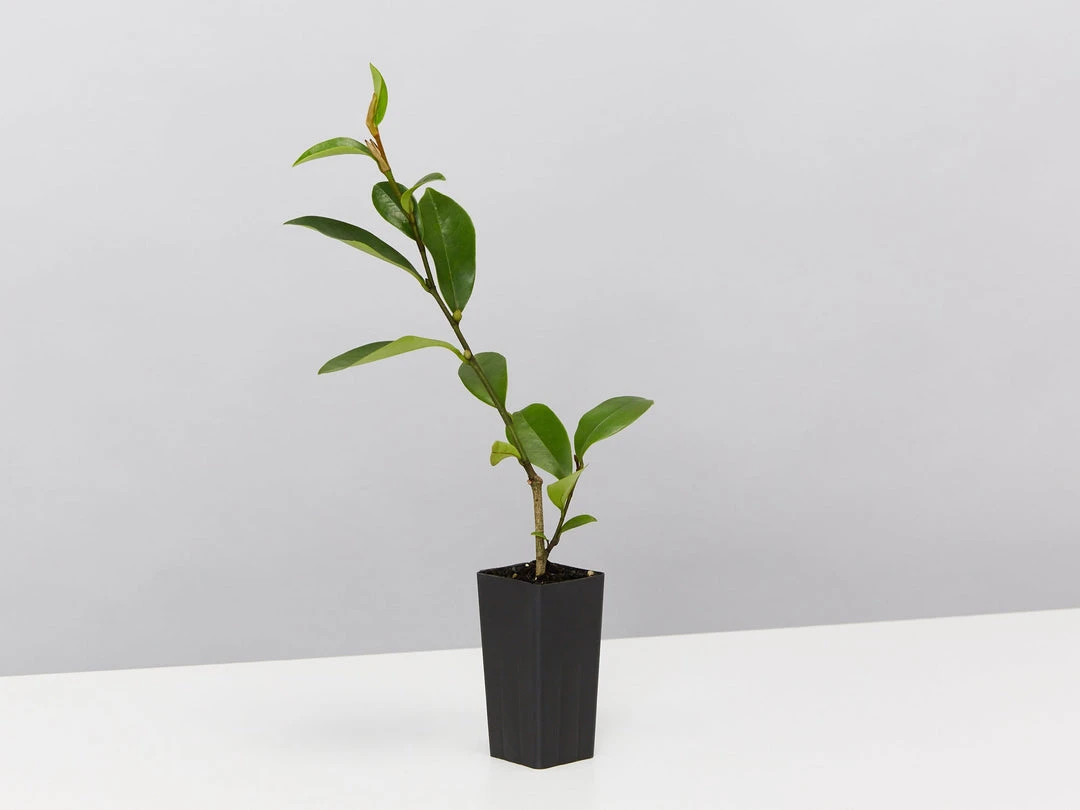 Hedge Michelia Coco 5 Hedge Michelia Coco