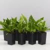 Indoor Garden Microsorum Crocodyllus Pet-friendly Indoor Plants