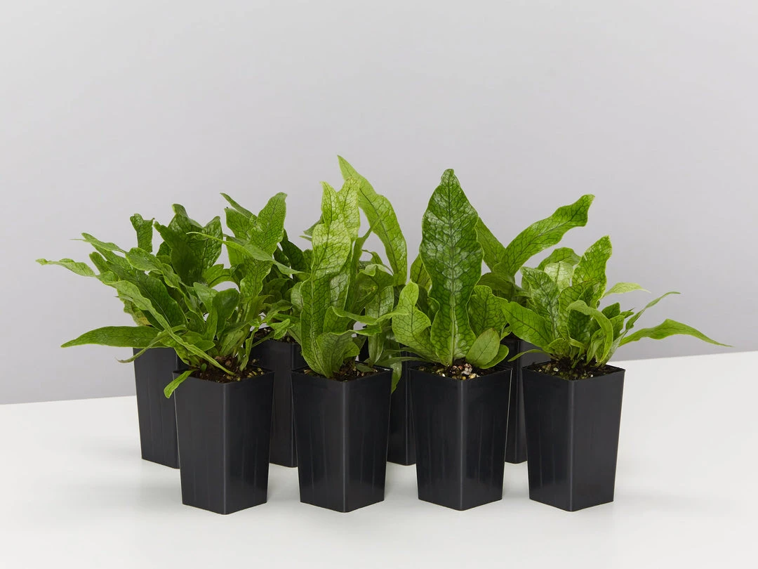 Indoor Garden Microsorum Crocodyllus Pet-friendly Indoor Plants 3 Indoor Garden Microsorum Crocodyllus Pet-friendly Indoor Plants