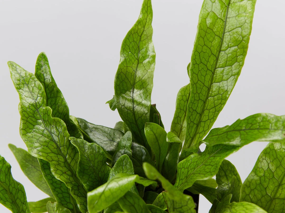 Indoor Garden Microsorum Crocodyllus Pet-friendly Indoor Plants 6 Indoor Garden Microsorum Crocodyllus Pet-friendly Indoor Plants