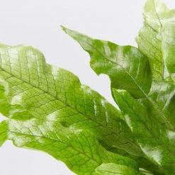 Indoor Garden Microsorum Crocodyllus Pet-friendly Indoor Plants