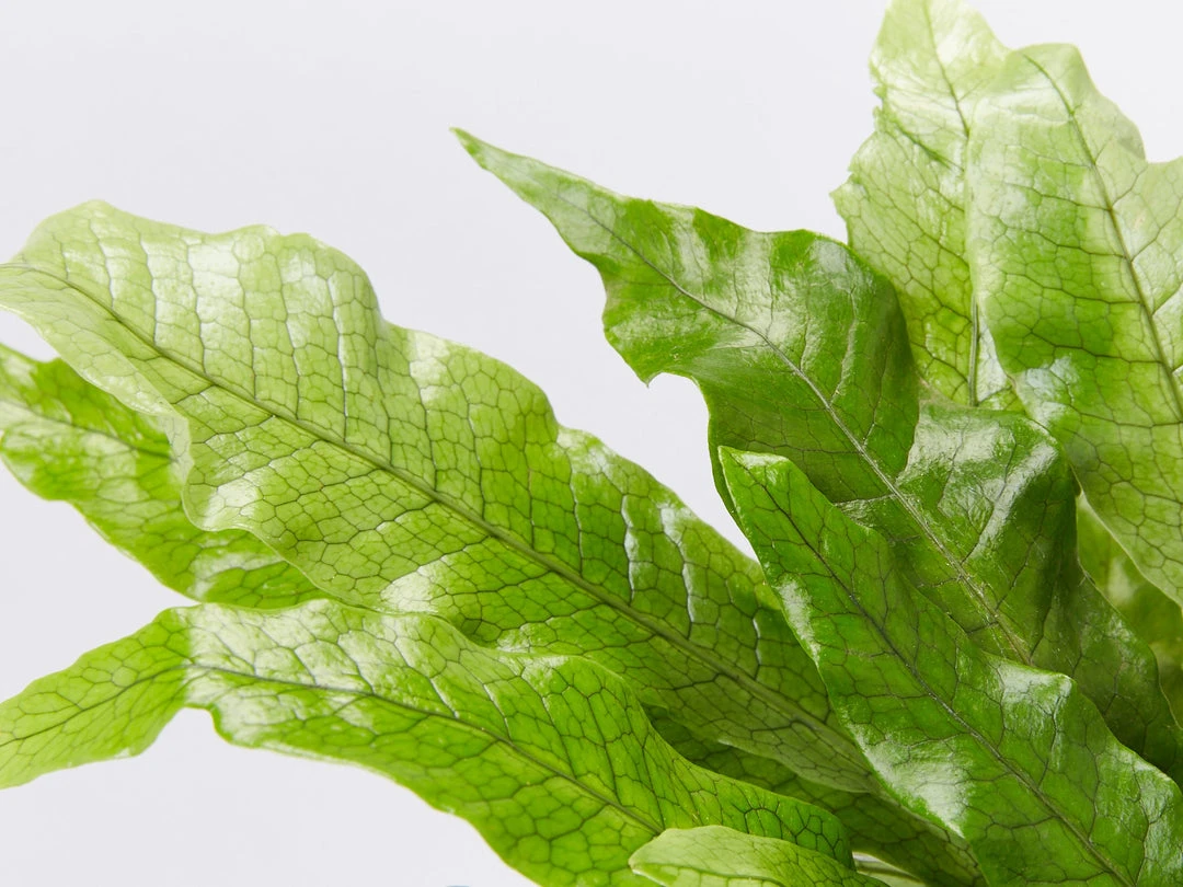 Indoor Garden Microsorum Crocodyllus Pet-friendly Indoor Plants 4 Indoor Garden Microsorum Crocodyllus Pet-friendly Indoor Plants