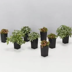Indoor Garden Ground Covers Assorted Box Of Nerve Plants - Fittonia