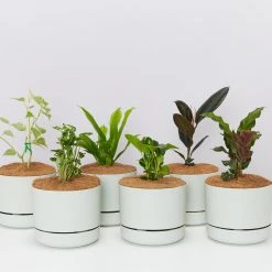 Indoor Garden Easy Care Plants 6 Bundle Box ???? - Includes Plants, Pots & Soil