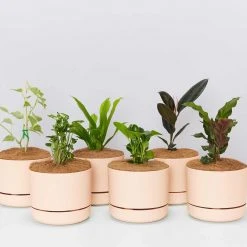 Indoor Garden Easy Care Plants 6 Bundle Box ???? - Includes Plants, Pots & Soil