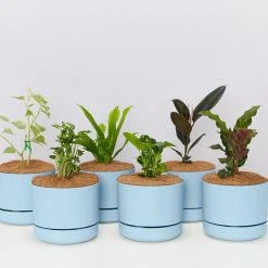 Indoor Garden Easy Care Plants 6 Bundle Box ???? - Includes Plants, Pots & Soil