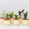 Indoor Garden Mr Kitly 6 Houseplants & 6 Pots