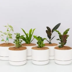 Indoor Garden Easy Care Plants 6 Bundle Box ???? - Includes Plants, Pots & Soil