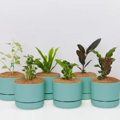 Indoor Garden Easy Care Plants 6 Bundle Box ???? - Includes Plants, Pots & Soil