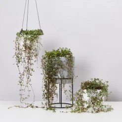 Indoor Garden Pilea Silver Sprinkles - Pot + Plant Gift Kits