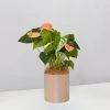 Urban Eden Mocha Vessel + Potted Plant