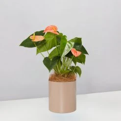 Urban Eden Mocha Vessel + Potted Plant