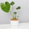 Pot + Plant Gift Box Monstera Taurii +Pot + Plant + Soil + Arch Stakes 1 Pot + Plant Gift Box Monstera Taurii +Pot + Plant + Soil + Arch Stakes