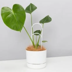 Pot + Plant Gift Box Monstera Taurii +Pot + Plant + Soil + Arch Stakes