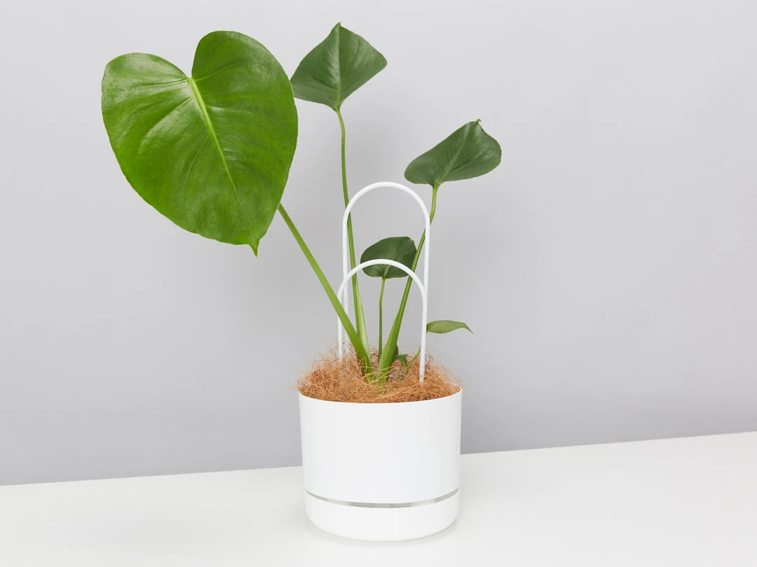 Pot + Plant Gift Box Monstera Taurii +Pot + Plant + Soil + Arch Stakes 3 Pot + Plant Gift Box Monstera Taurii +Pot + Plant + Soil + Arch Stakes