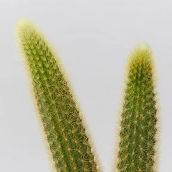 Cacti LECA + Golden Monkey Tail Cactus ???? Planter Easy Care Plants