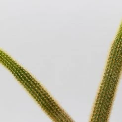 Cacti LECA + Golden Monkey Tail Cactus ???? Planter Easy Care Plants