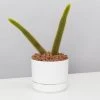 Cacti LECA + Golden Monkey Tail Cactus ???? Planter Easy Care Plants