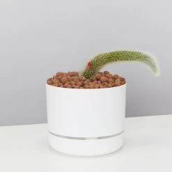 Cacti LECA + Soft Monkey Tail Cactus Planter Easy Care Plants